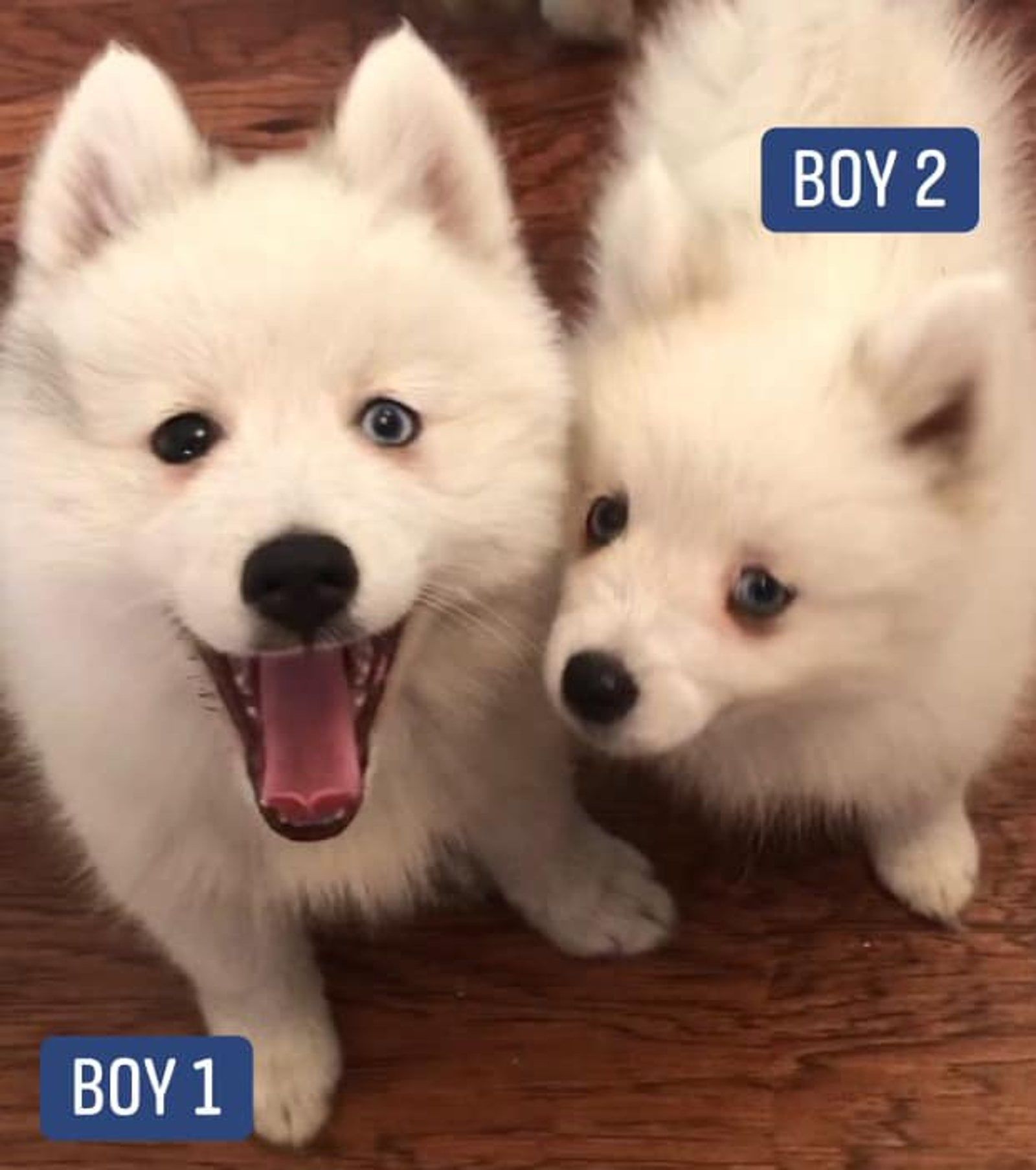 Two fluffy white puppies labeled 