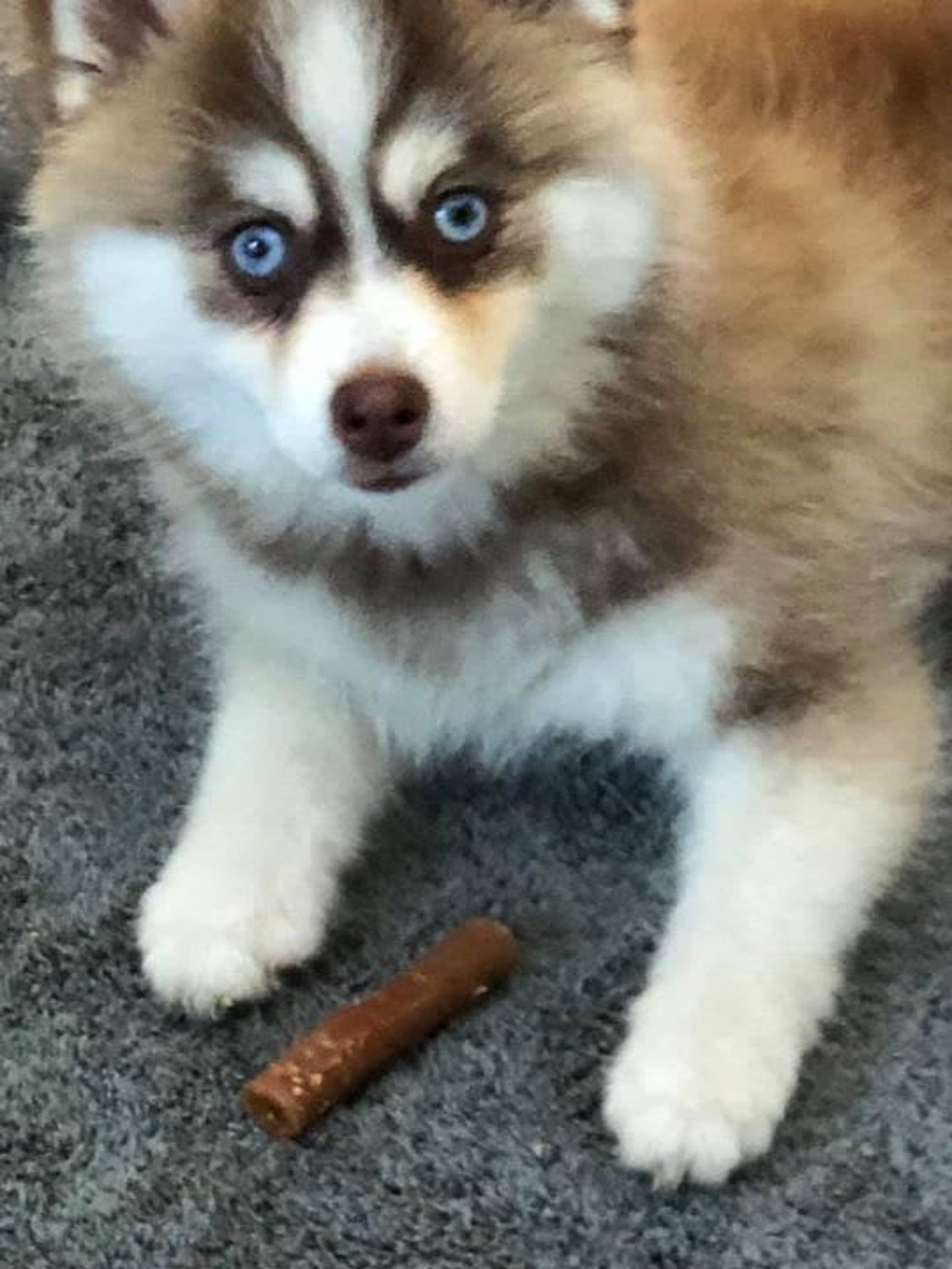 Fluffy brown and white husky puppy with bright blue eyes, lying down near a treat.