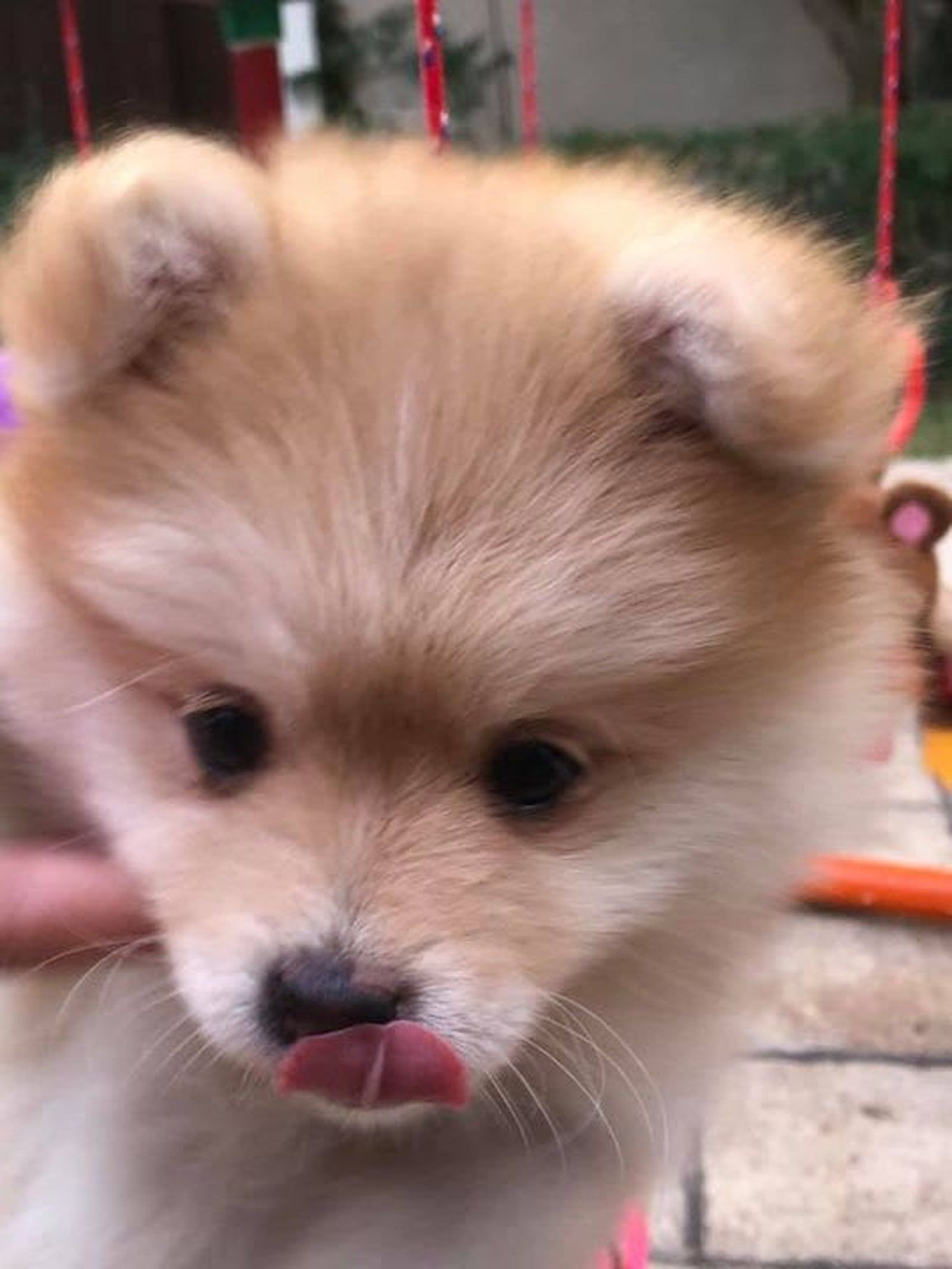 A fluffy, tan Pomeranian puppy with its tongue sticking out.