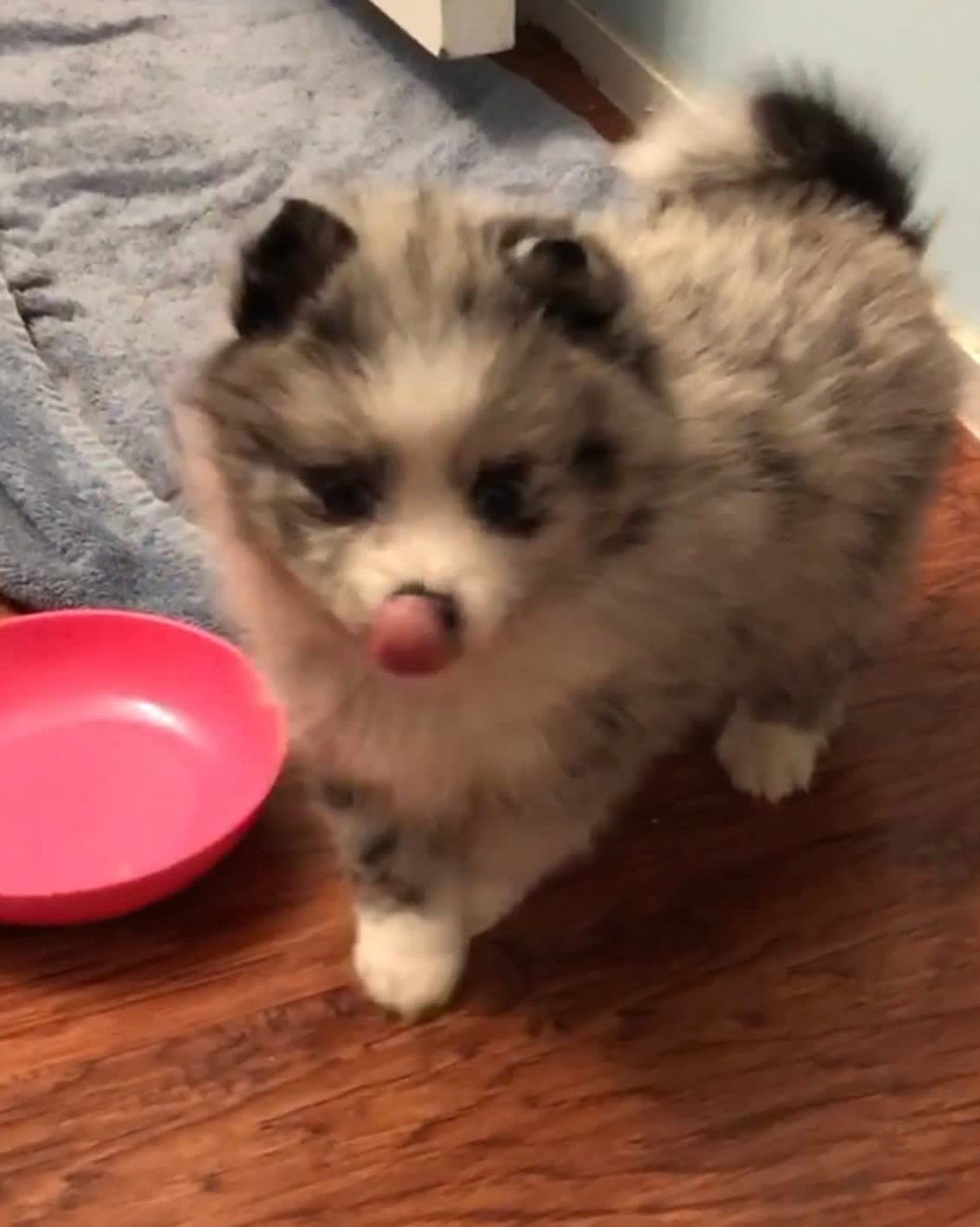 Fluffy, blue merle Pomeranian puppy with tongue out, pink bowl, hardwood floor.