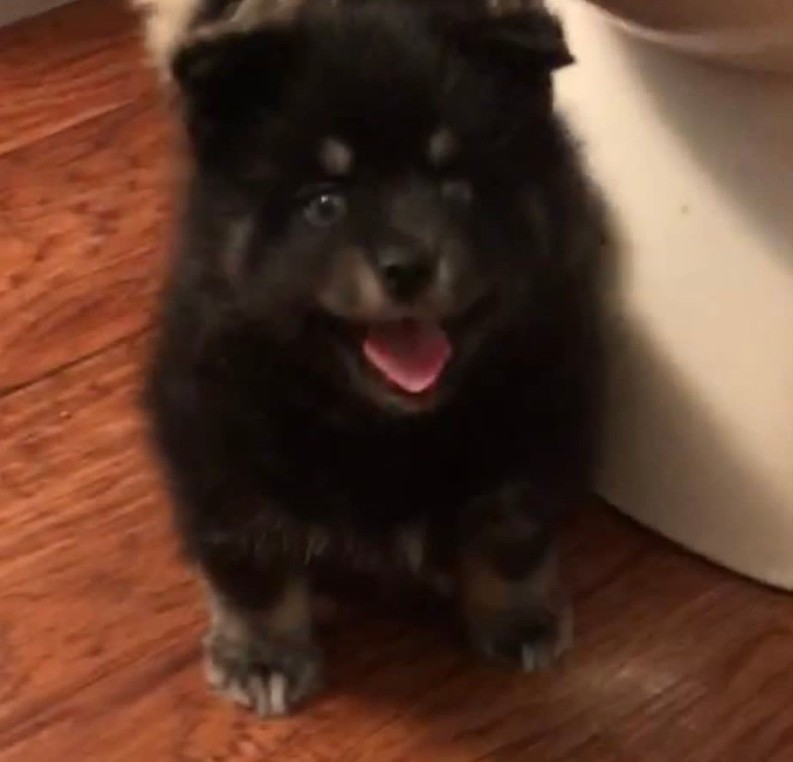 Black puppy with tan markings stands on a wooden floor, tongue out, near a white object.