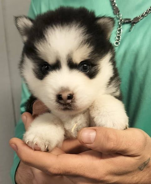 Fluffy black and white husky puppy held in hands, with focused expression.