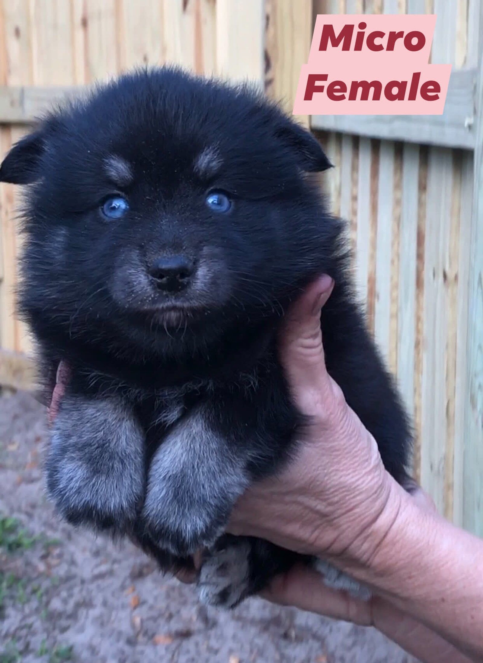 A small, fluffy black puppy with blue eyes is held in a person's hands. The puppy is labeled 