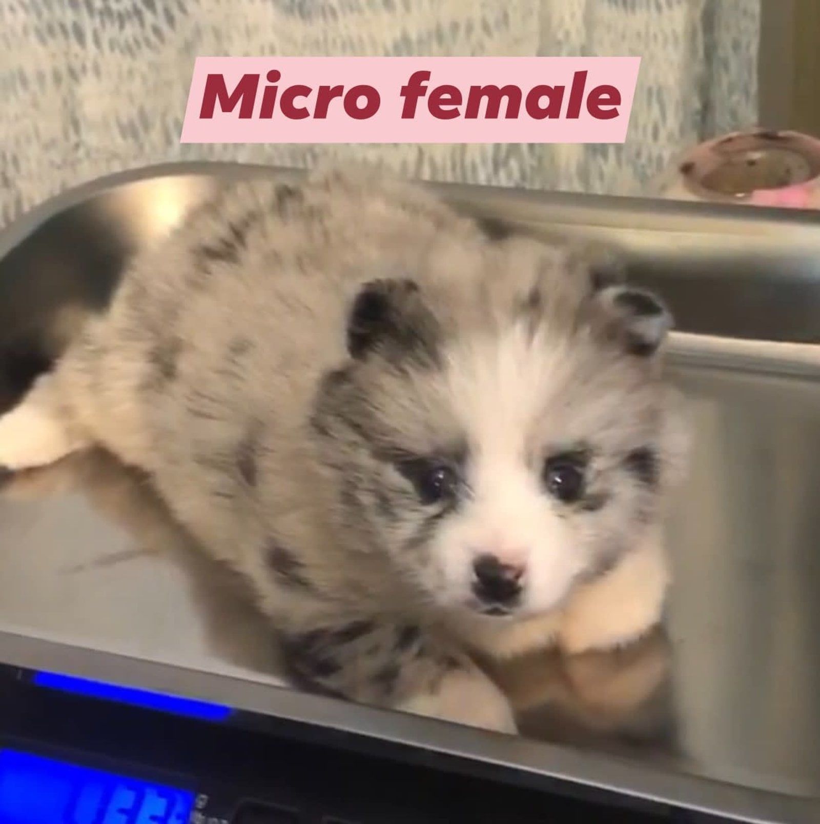 Fluffy merle puppy labeled 