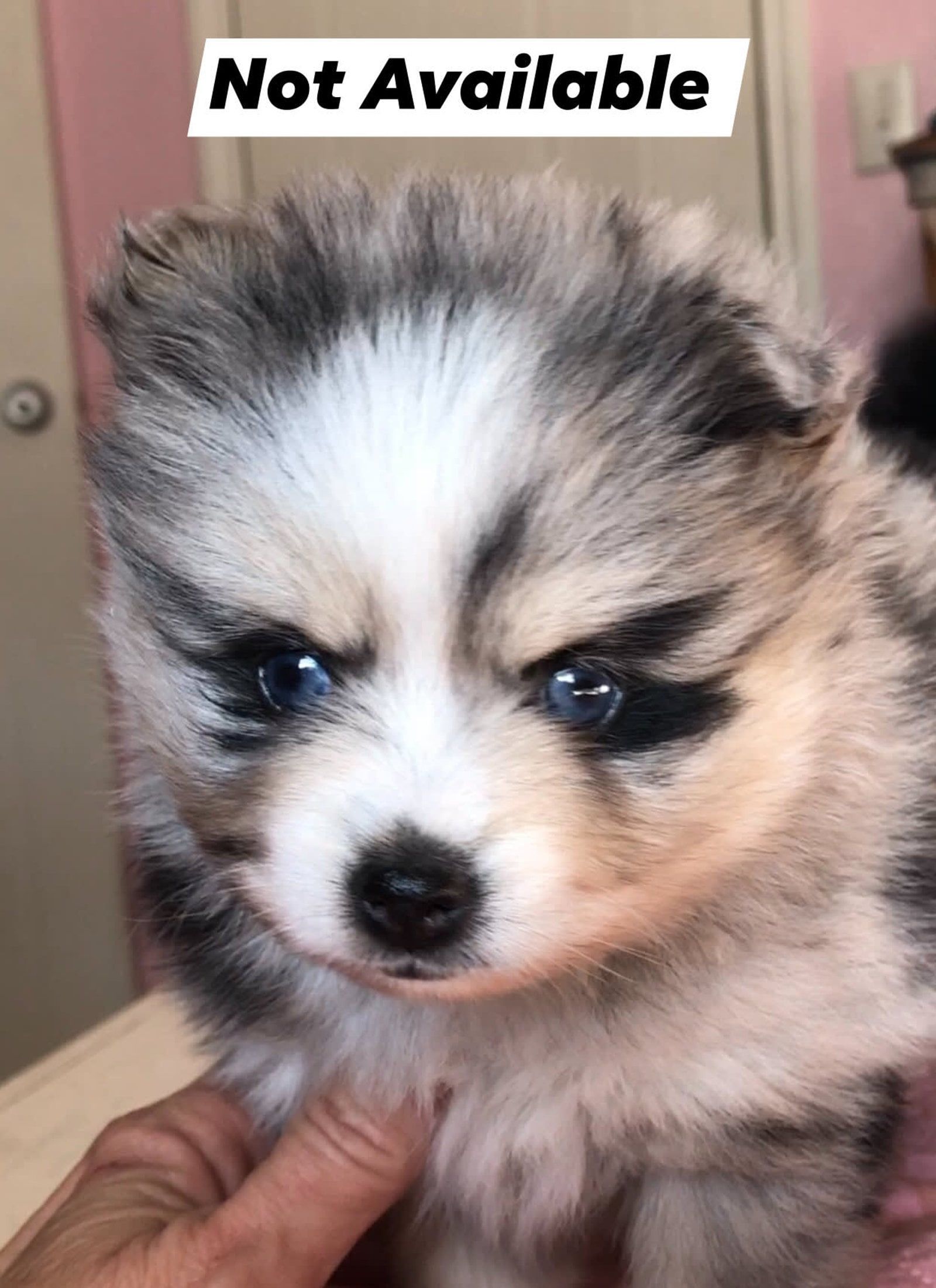 Small puppy with blue eyes, multi-colored fur being held by a person.