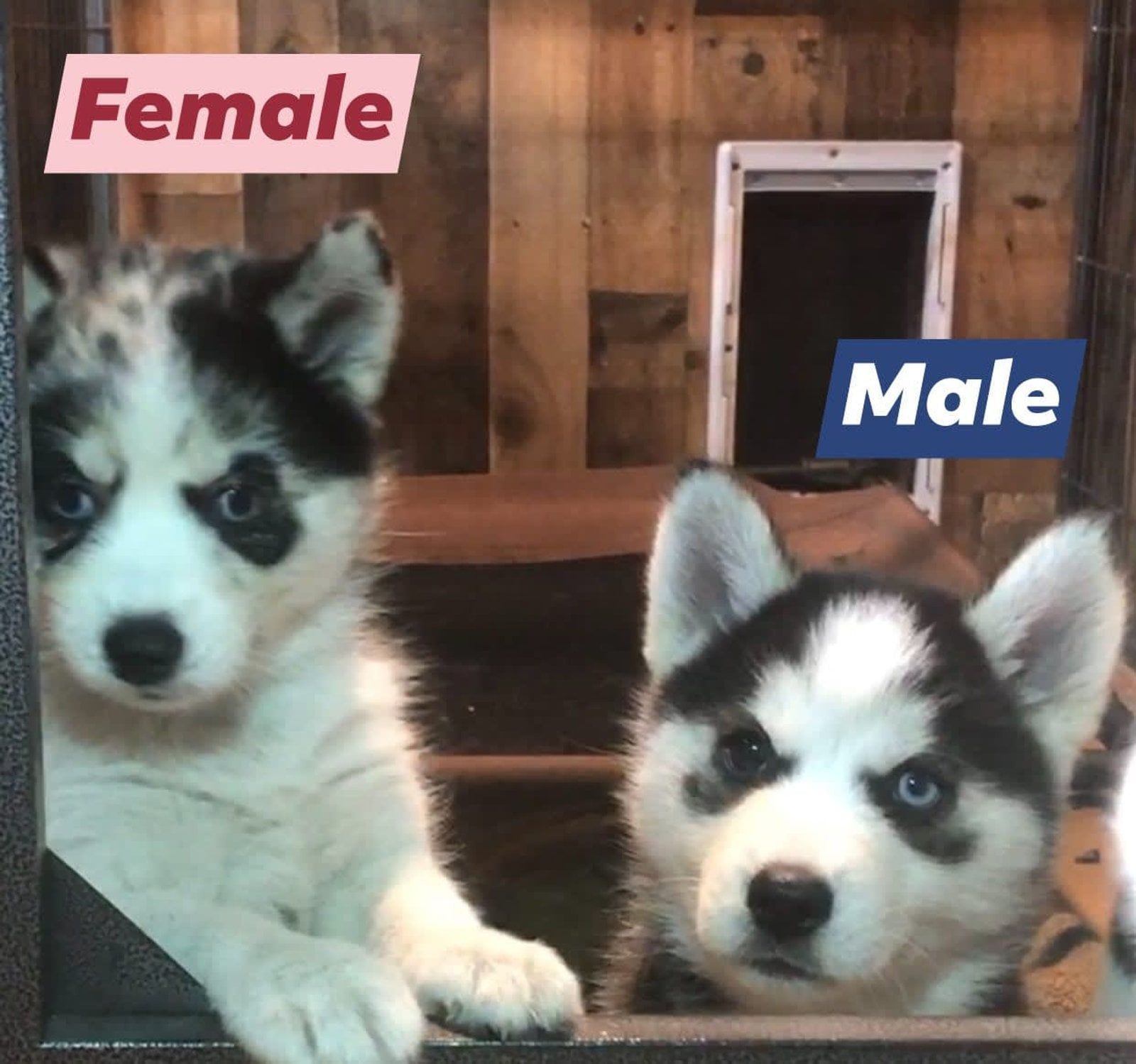 Two Husky puppies, labeled 
