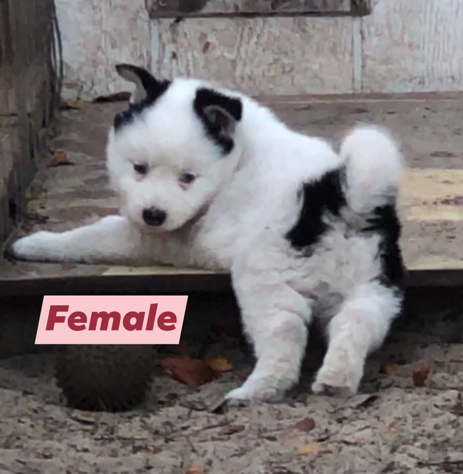 White and black puppy, labeled 