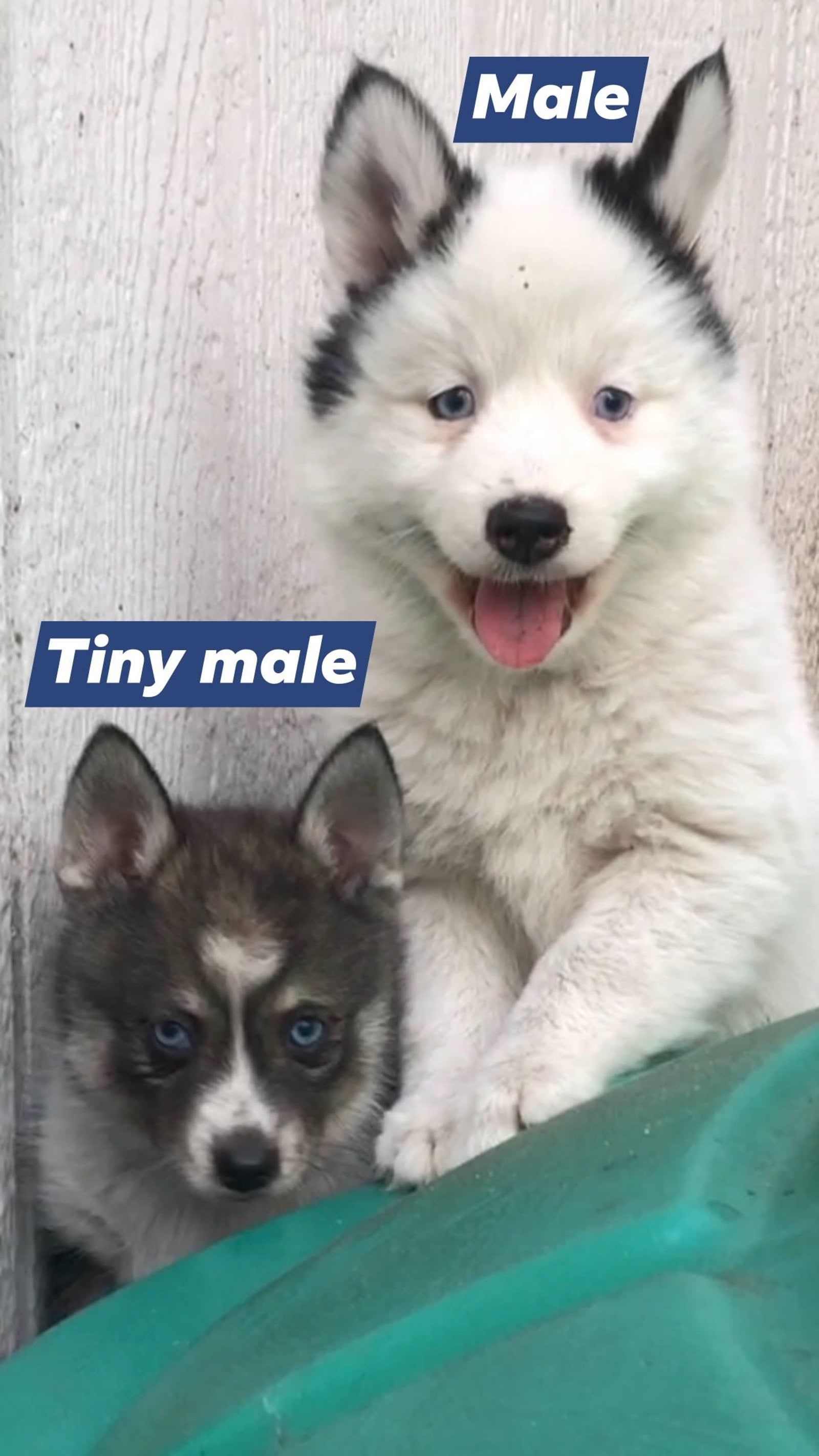 Two husky puppies, one white and black, one gray. The larger puppy is labeled 