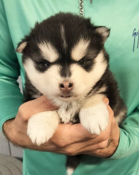 Fluffy black and white husky puppy held in hands, with closed eyes, and a grumpy expression.