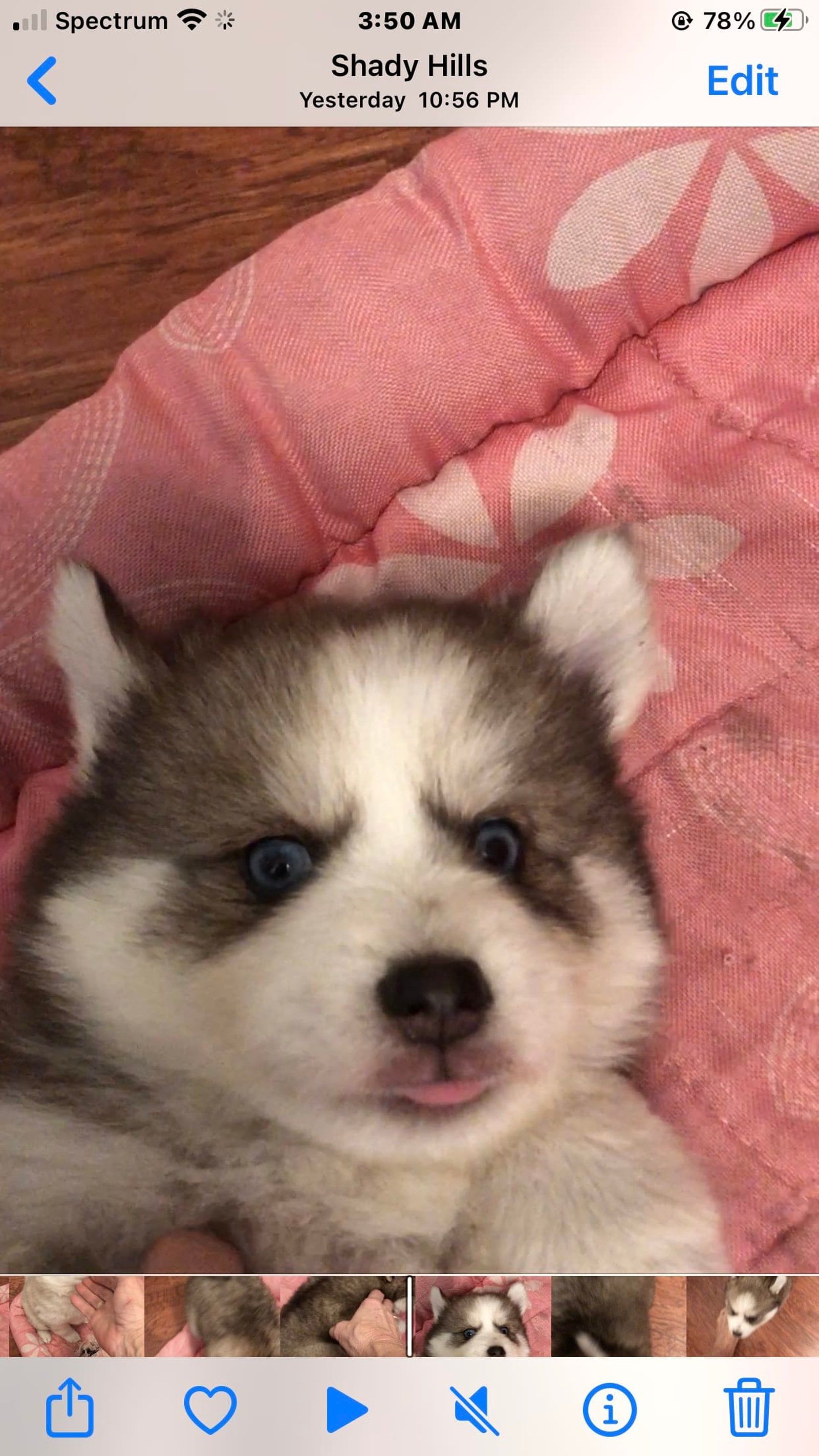 Fluffy Siberian husky puppy with blue eyes sticking out its tongue, resting on pink fabric.