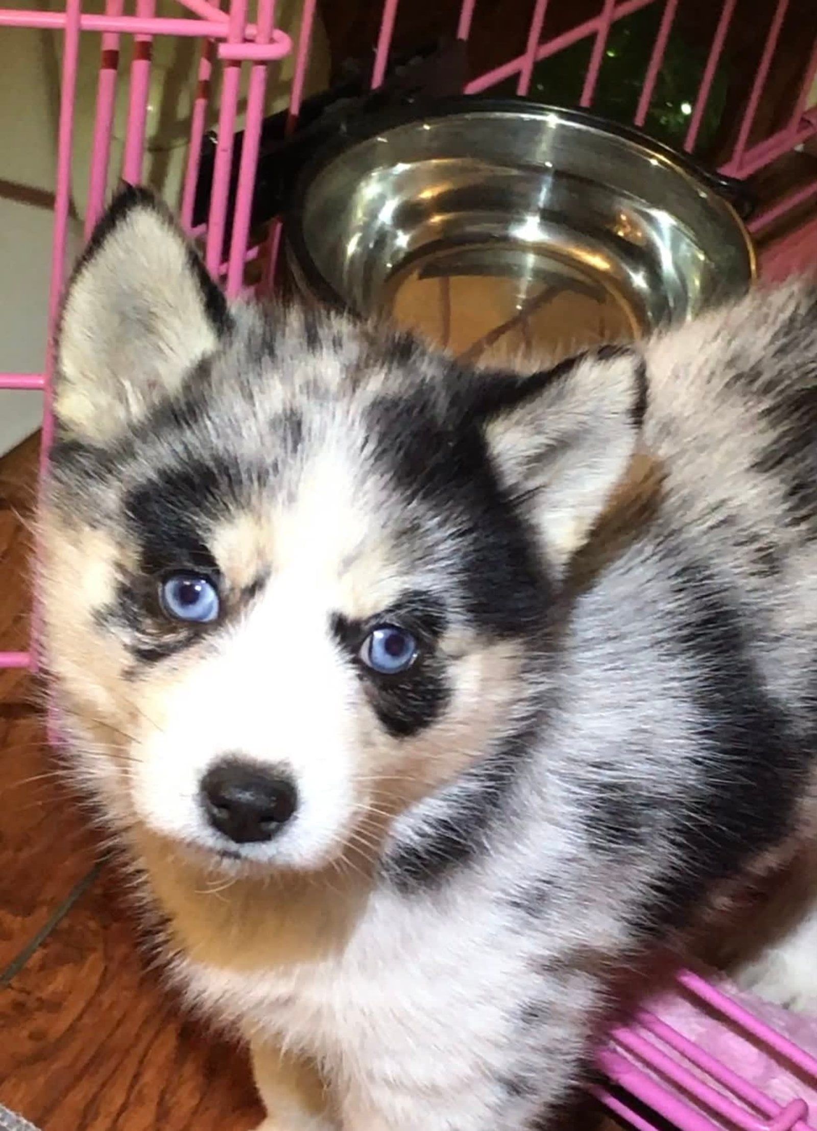 Blue-eyed husky puppy with a black, gray, and white coat peers forward near a pink cage and silver bowl.