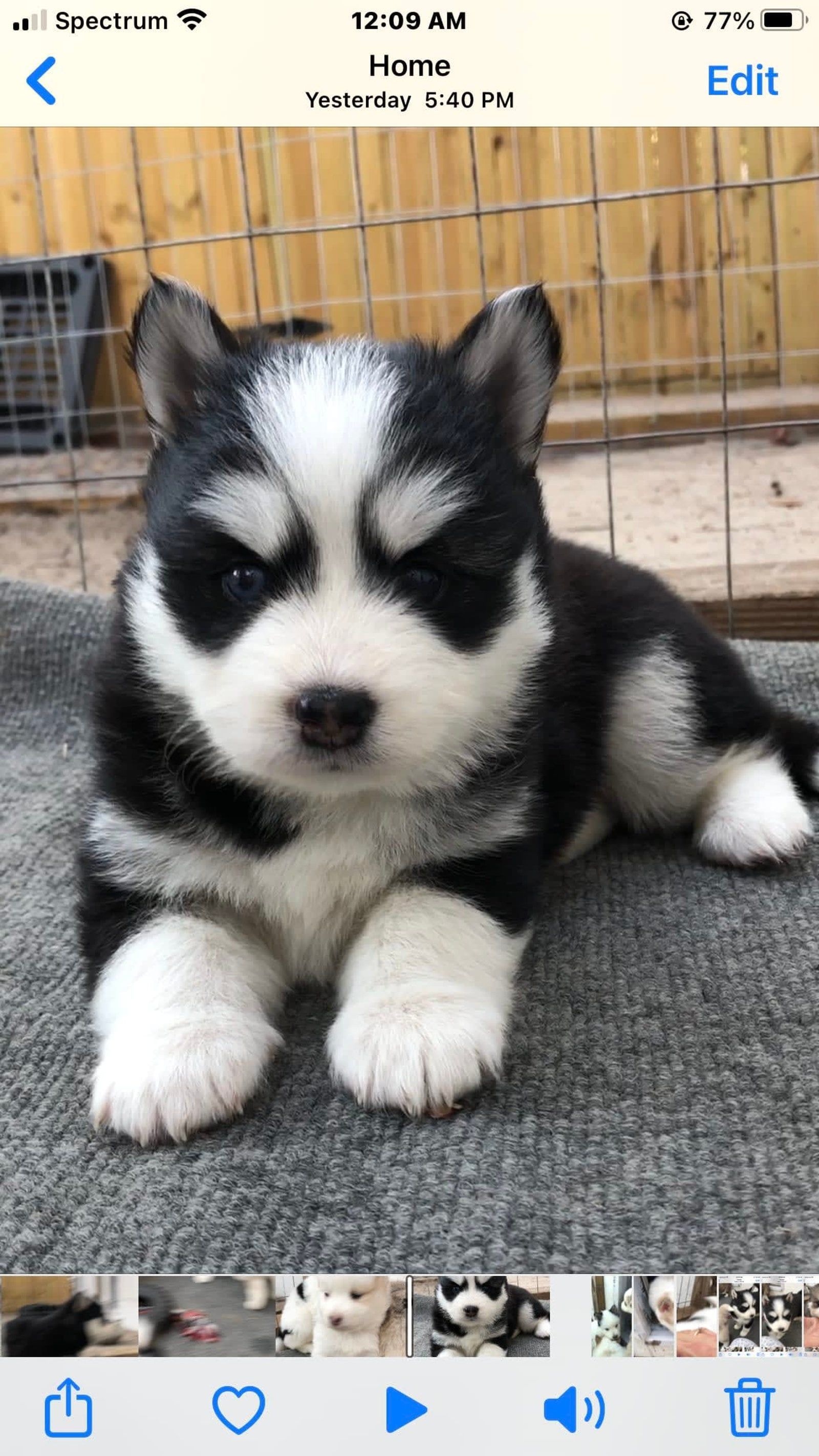 Fluffy black and white Husky puppy lying down, looking at the camera.