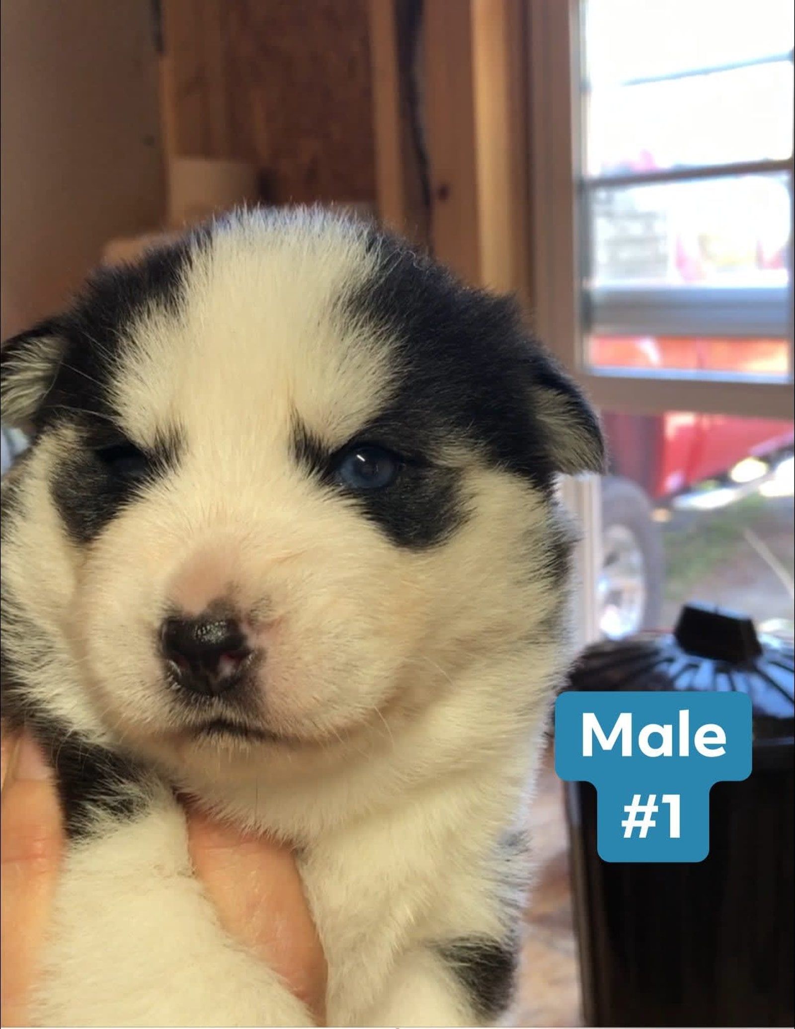 Close-up of a black and white husky puppy with blue eyes. The puppy is held by a hand. 