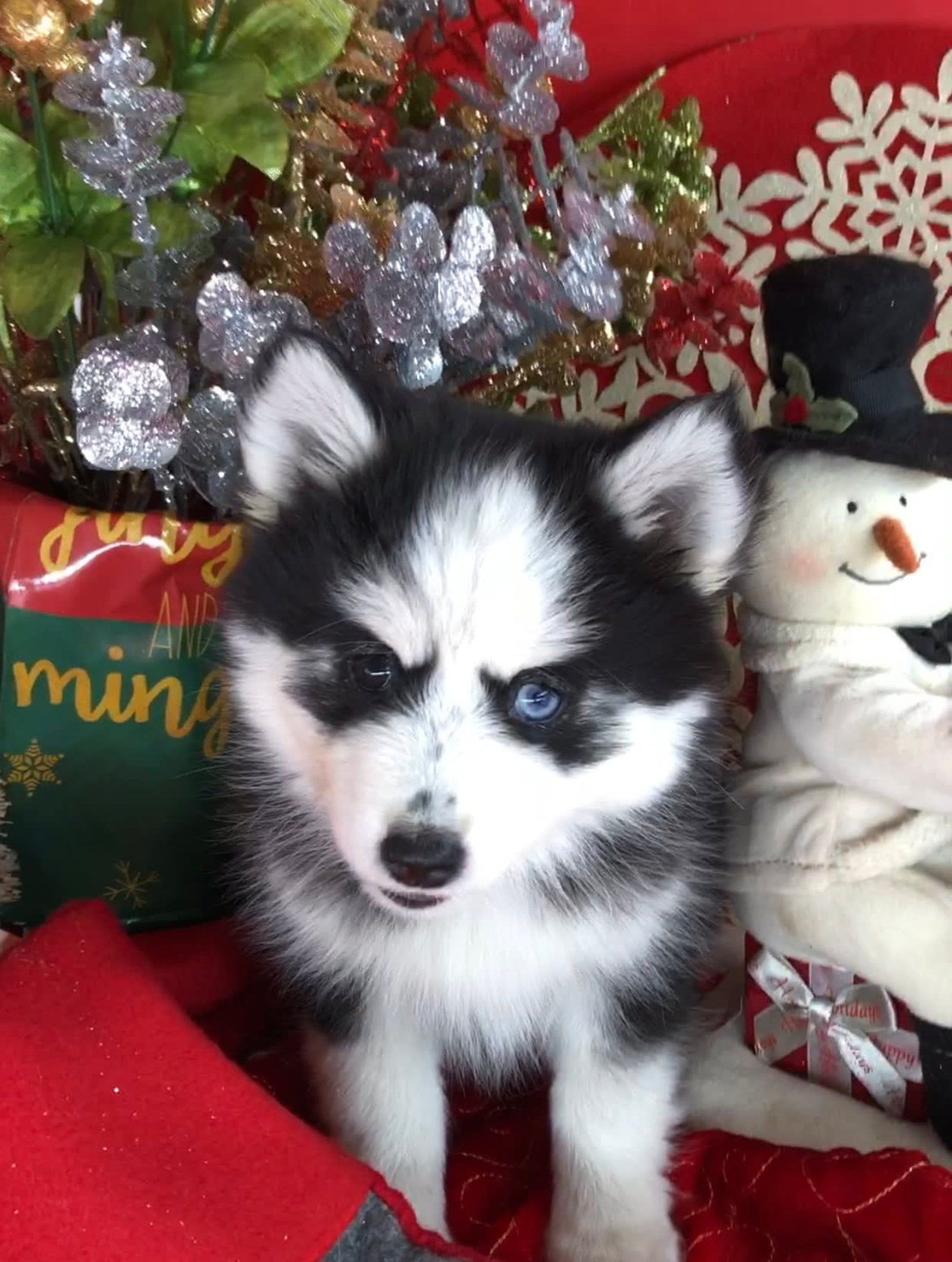 Black and white husky puppy with one blue eye, near Christmas decorations and a snowman.