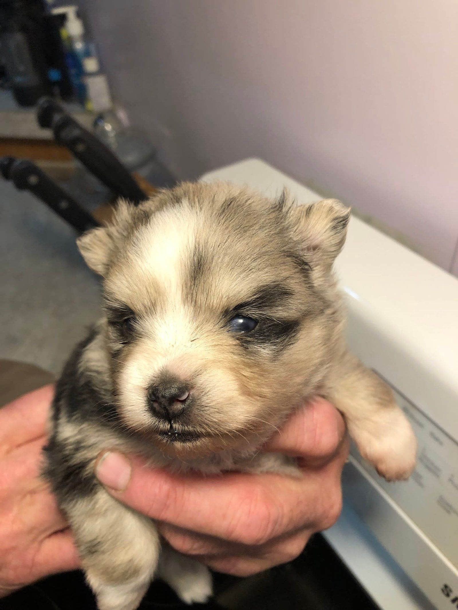 Small, light-colored puppy with speckled fur held in a person's hands. The puppy has dark markings around its eyes.