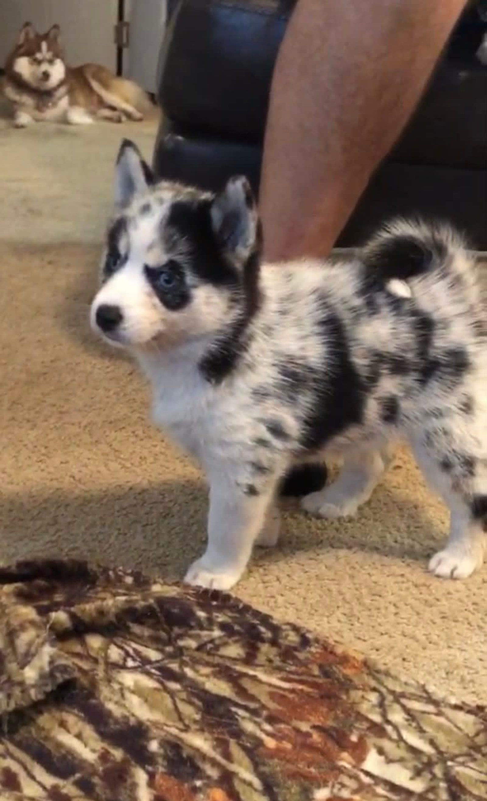 Spotted black and white husky puppy standing on tan carpet, another husky in background.