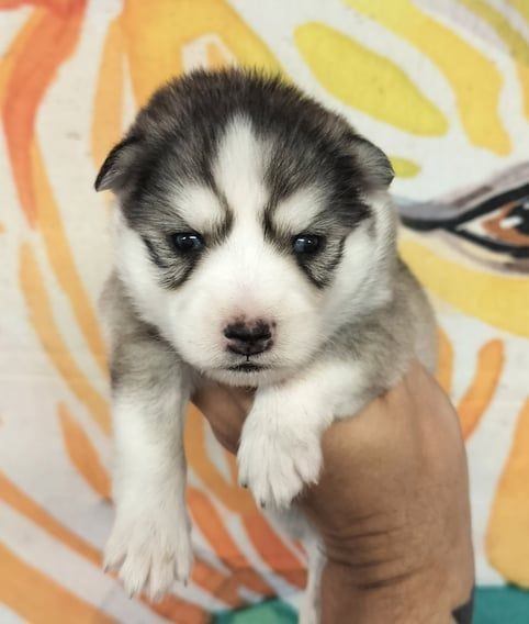 Fluffy husky puppy held in hand, gray and white fur, black nose, looking at camera.