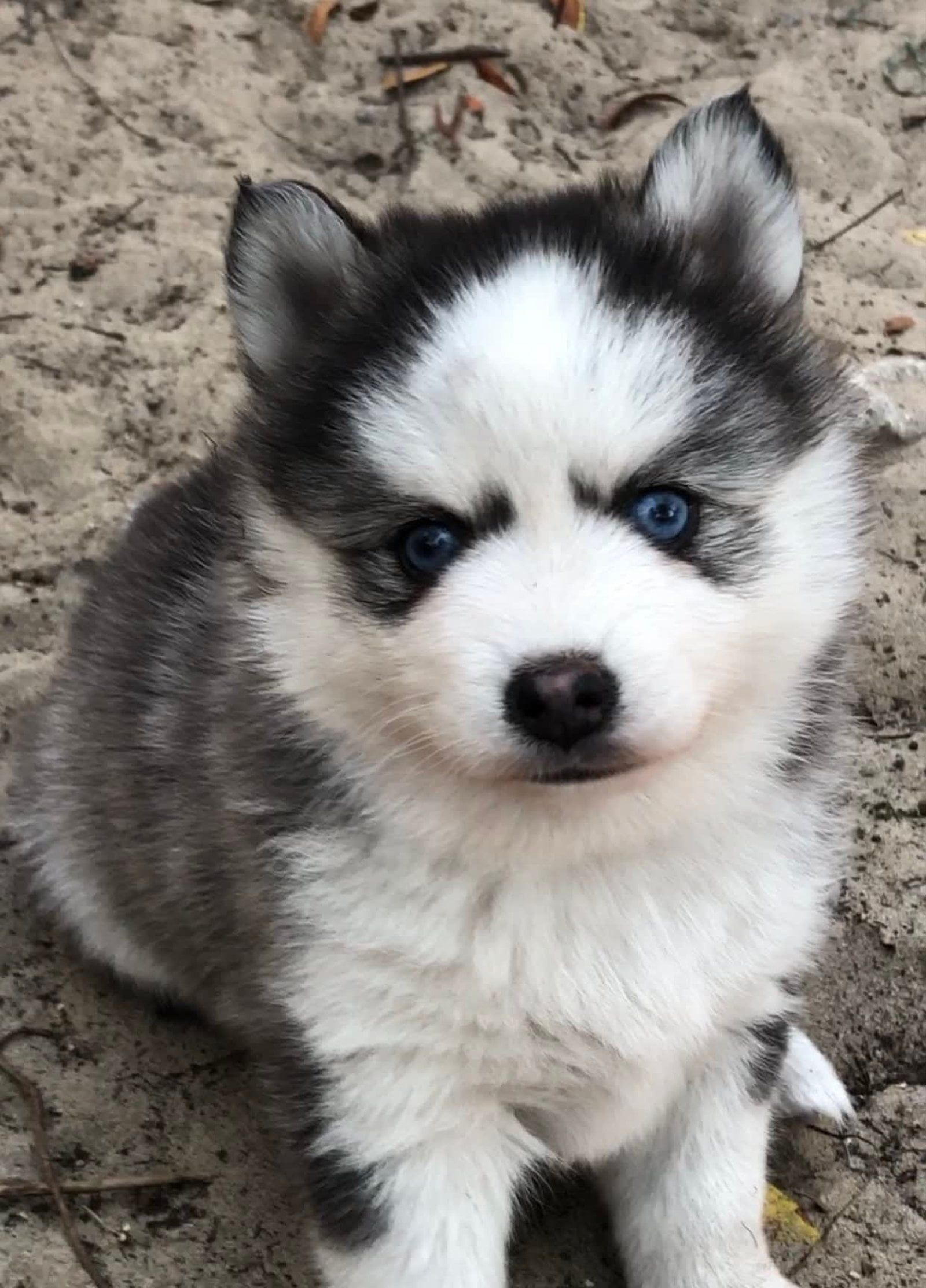 Fluffy husky puppy with blue eyes, black and white fur, sitting on sand.