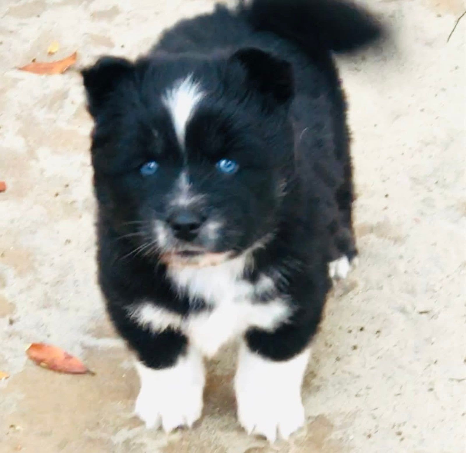 Black and white puppy with blue eyes. Standing, looking at the viewer. White chest, paws, and forehead marking.
