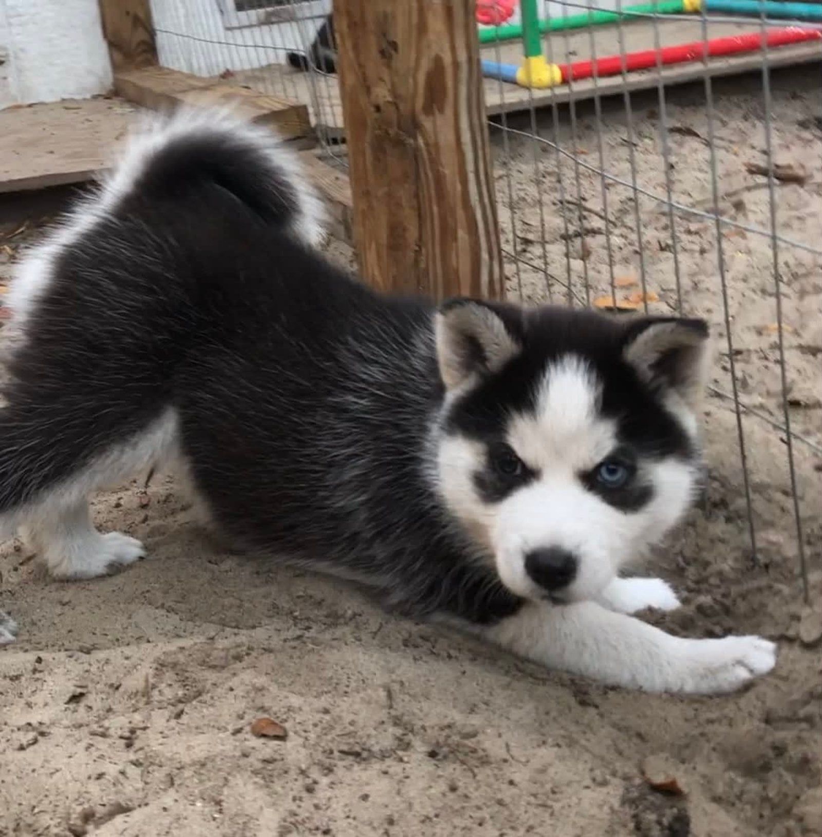Black and white husky puppy in playful pose on sand, looking at the viewer.