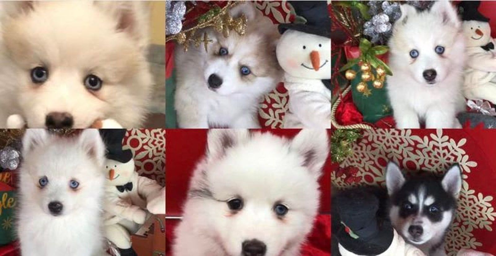 Seven fluffy husky puppies with blue eyes against festive Christmas decorations.