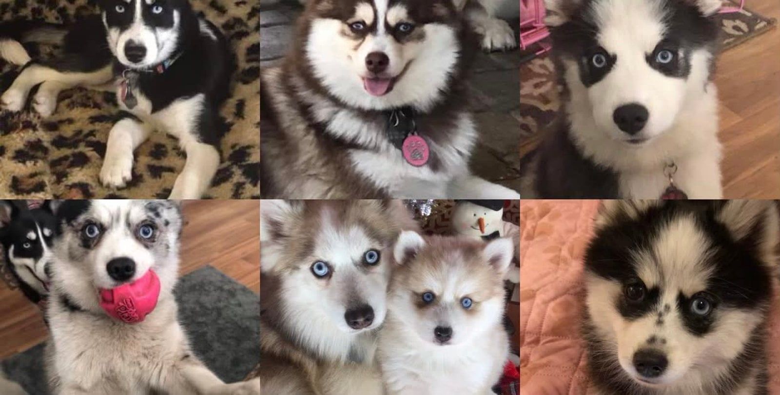 Six husky puppies with varying colors, expressions, and settings.