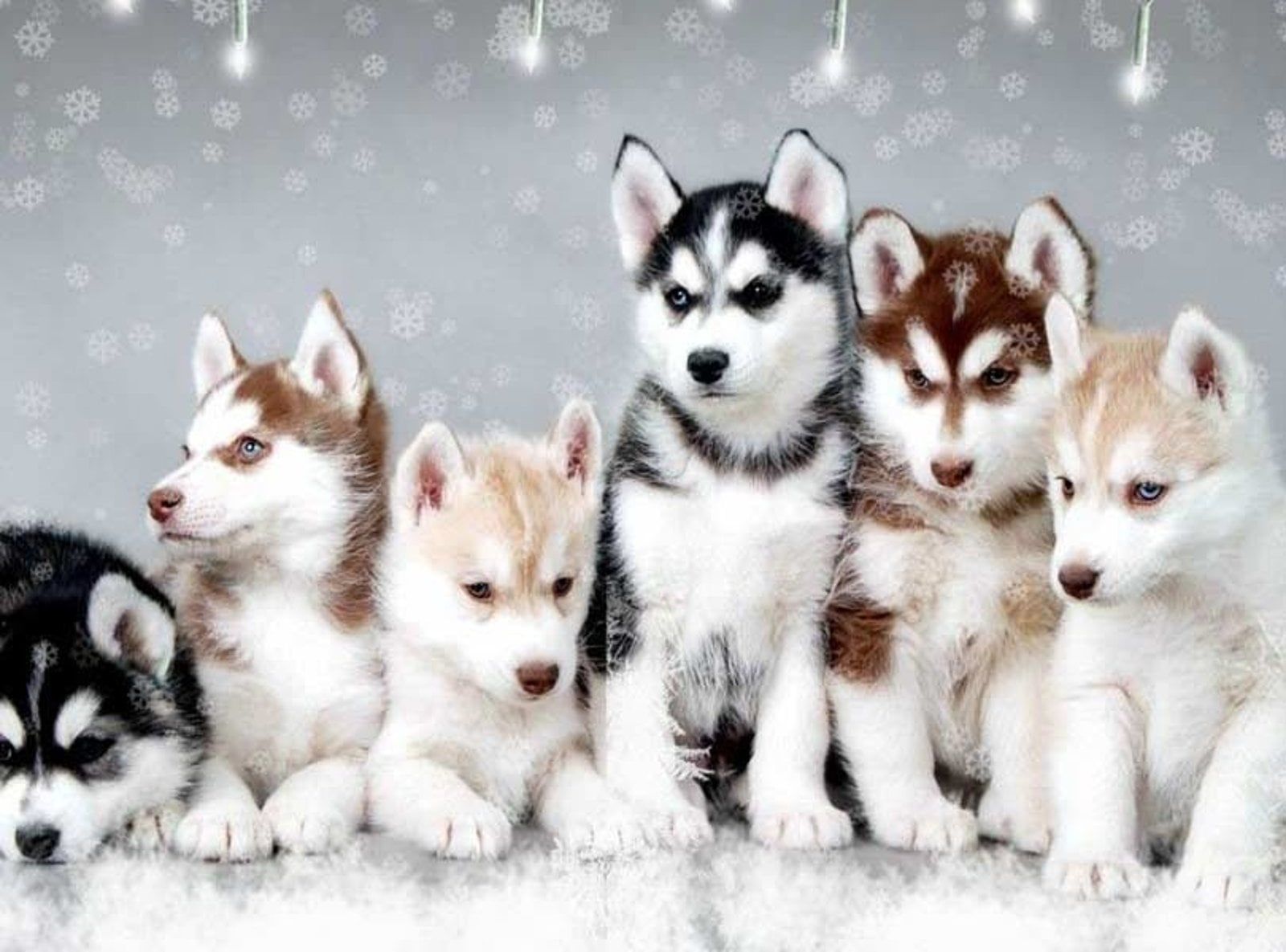 Seven husky puppies with various coat colors sit in a snowy setting, looking at the camera.
