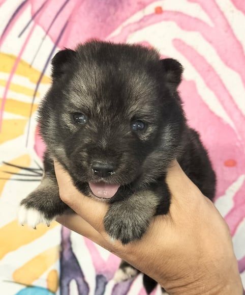Fluffy black puppy being held, tongue out, with pink and white paws, against a colorful background.