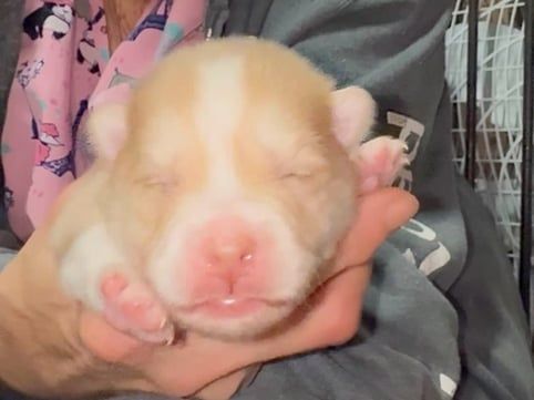 A newborn puppy with closed eyes held in someone's hands. The puppy is light beige with a pink nose.