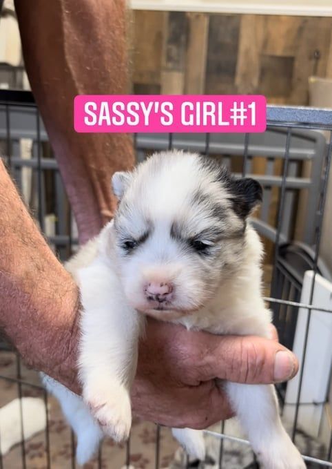 Fluffy puppy with blue and white fur is held in hands; text reads 