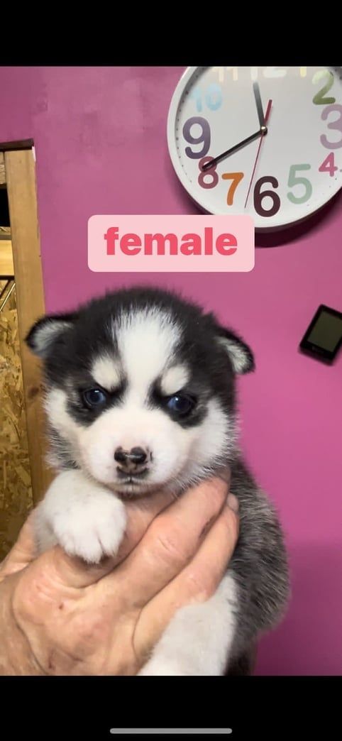 A fluffy black and white puppy held in a person's hand with the word 