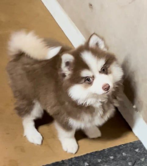 Fluffy brown and white puppy looking up, standing indoors.