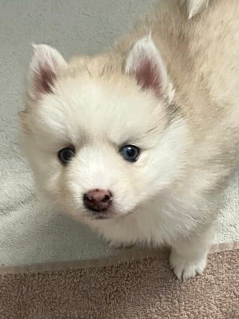 Fluffy, cream-colored puppy with blue eyes and a pink nose looks directly at the viewer.