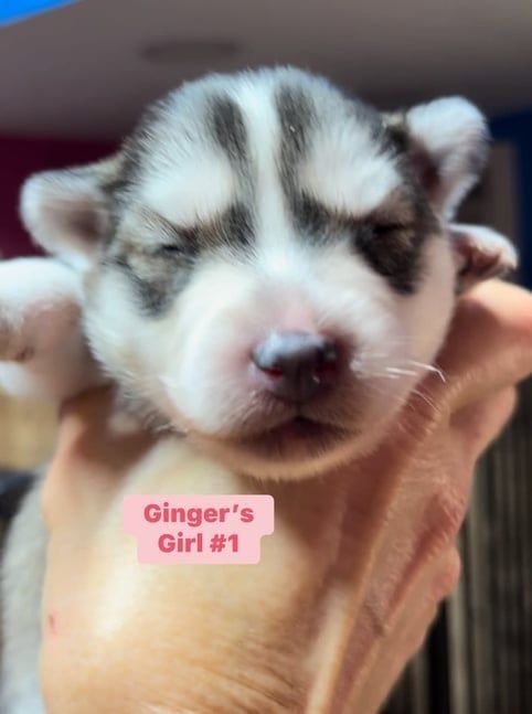 Newborn husky puppy, mostly white, grey markings on face, held in hand, eyes closed.