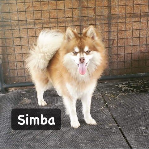 A tan and white Pomeranian dog named Simba standing, tongue out, in front of a wire fence.