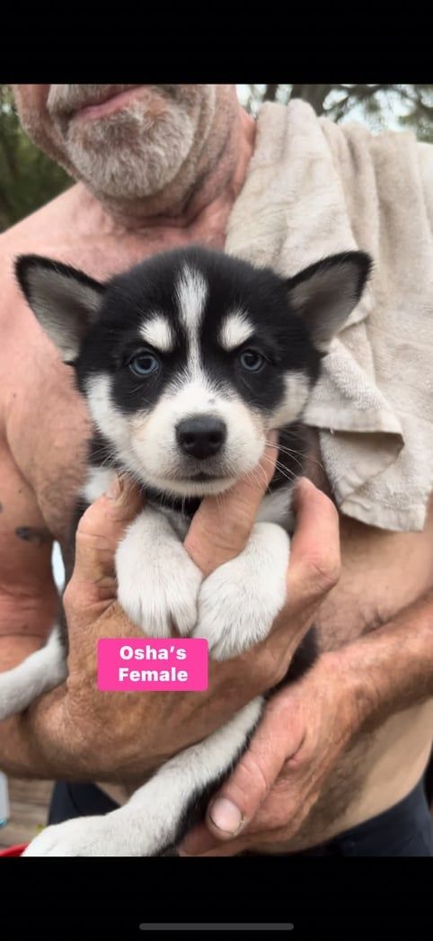 A person holding a black and white puppy with blue eyes. A pink label says 