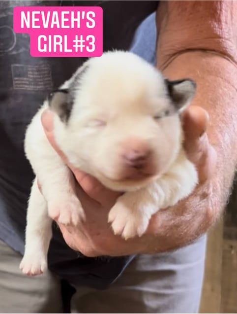 Newborn puppy with white fur and black ears held in someone's hands. Text overlay: 
