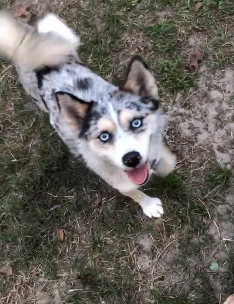 Dog with blue eyes, mottled gray and white fur, and tongue hanging out, looking up.