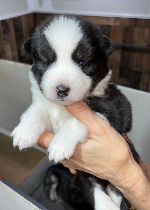 Black and white puppy held in a person's hands.