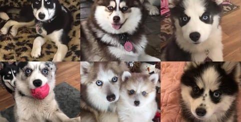 Collage of six Siberian huskies; various colors and expressions; indoors.
