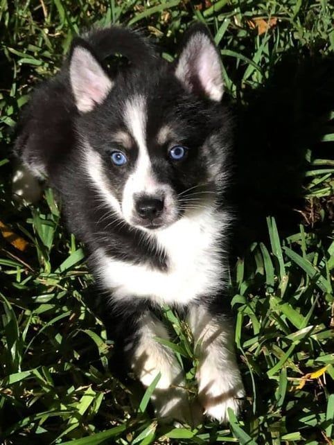 Black and white puppy with bright blue eyes in green grass.
