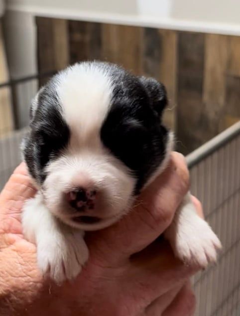 Newborn puppy, black and white markings, held in hand, closed eyes.