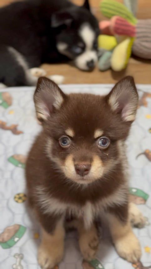 Brown puppy with light brown markings, sitting. A black and white puppy is in the background.