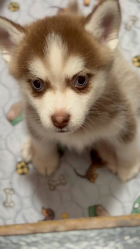 Fluffy red and white husky puppy looking up with a serious expression.