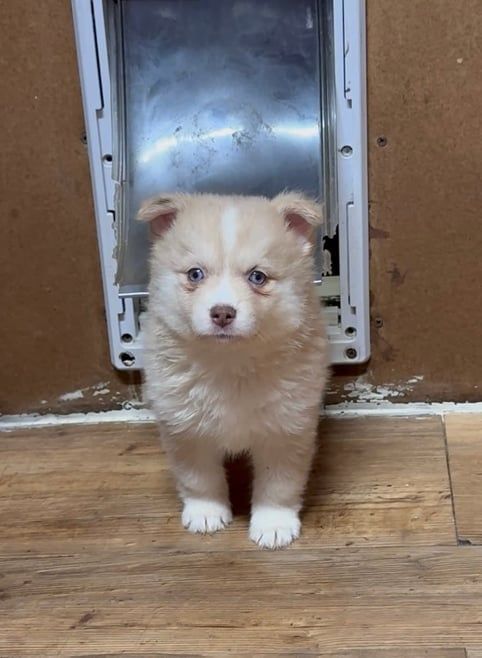 Fluffy tan and white puppy with blue eyes stands in front of a pet door.