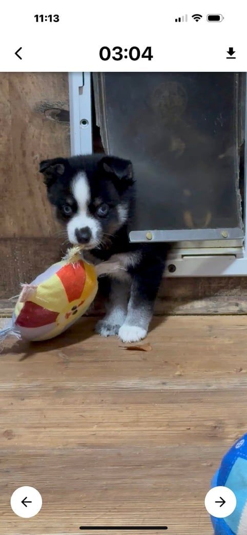 Black and white puppy holding a toy ball, peering out from a doggy door on wooden floor.