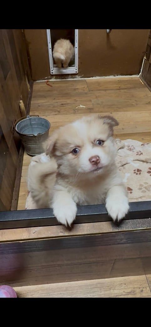 Puppy scratching its ear, looking curious. Another animal is in the background within a wooden structure.