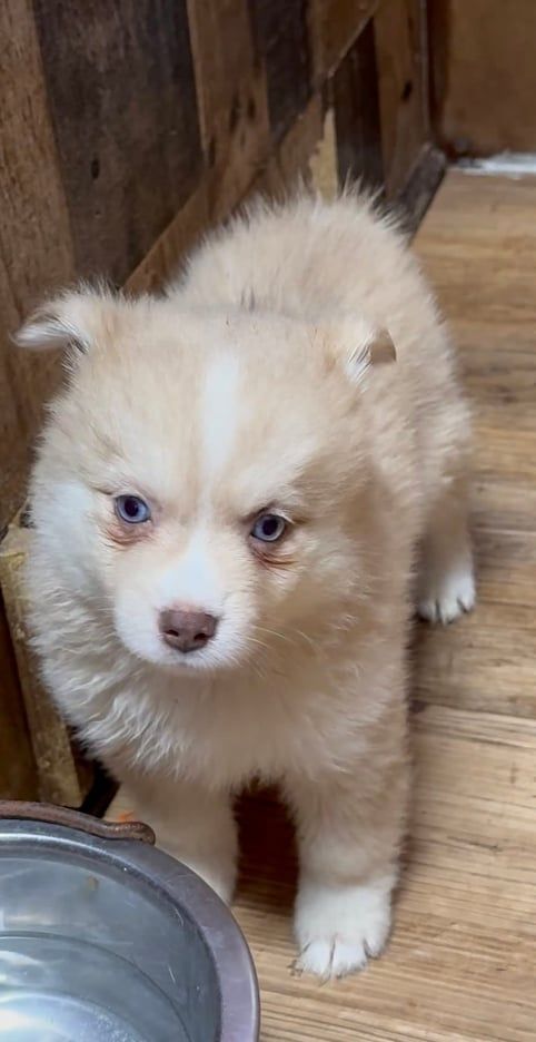 Fluffy tan and white puppy with blue eyes standing near a metal bowl, on a wooden floor.
