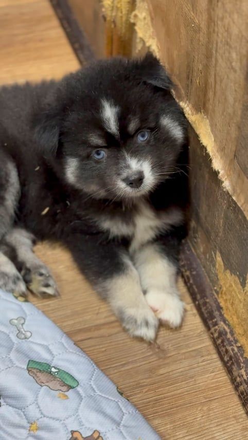 Fluffy black and white puppy with piercing blue eyes, resting on floor.