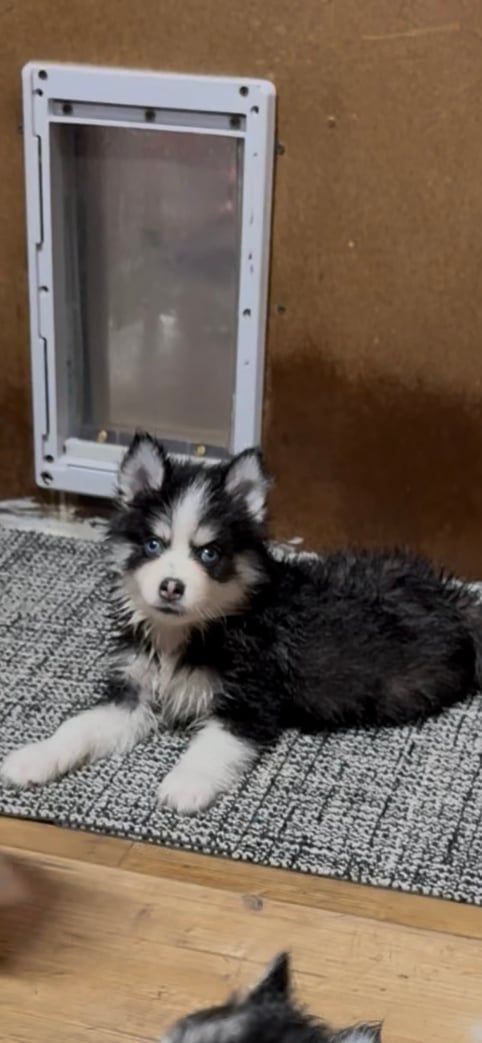 A black and white puppy wearing a studded collar lies on a gray rug near a dog door.